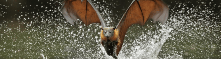 A grey headed flying fox taking flight from water