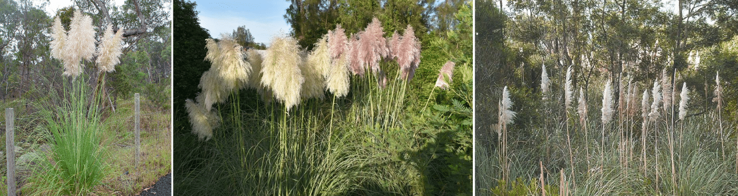 three images of the weed pamaps grass. Image one shows an single bush with white flower. Image 2 had a mix of white and pink flower bunched together. Image three has white pampas grass spreading out in a row inthe bush