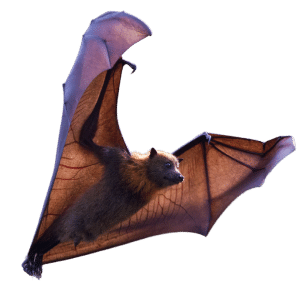 Grey-headed flying fox, no background, flying to the right