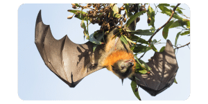 Grey headed flying fox wings stretched