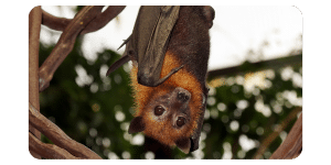 Little red flying fox looking straight at camera
