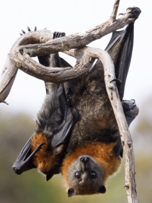 flying fox mother hanging from tree branch with pup under wing
