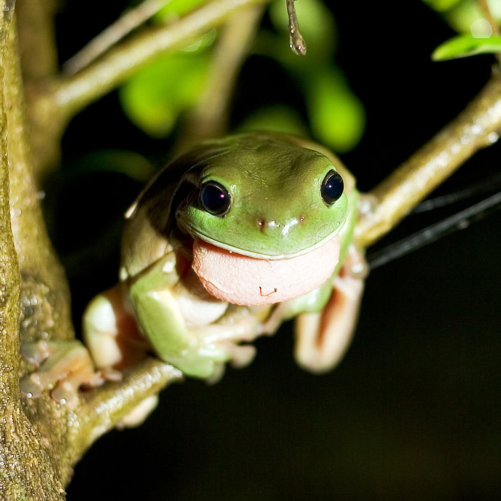 a green frog in a tree