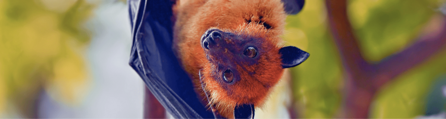 An adult Little Red Flying fox, handing in a tree, looking straight at camera.