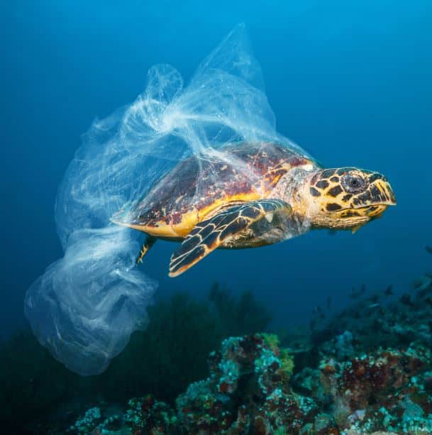 Turtle swimming through the ocean, with a plastic bag caught around its neck and trailing behind