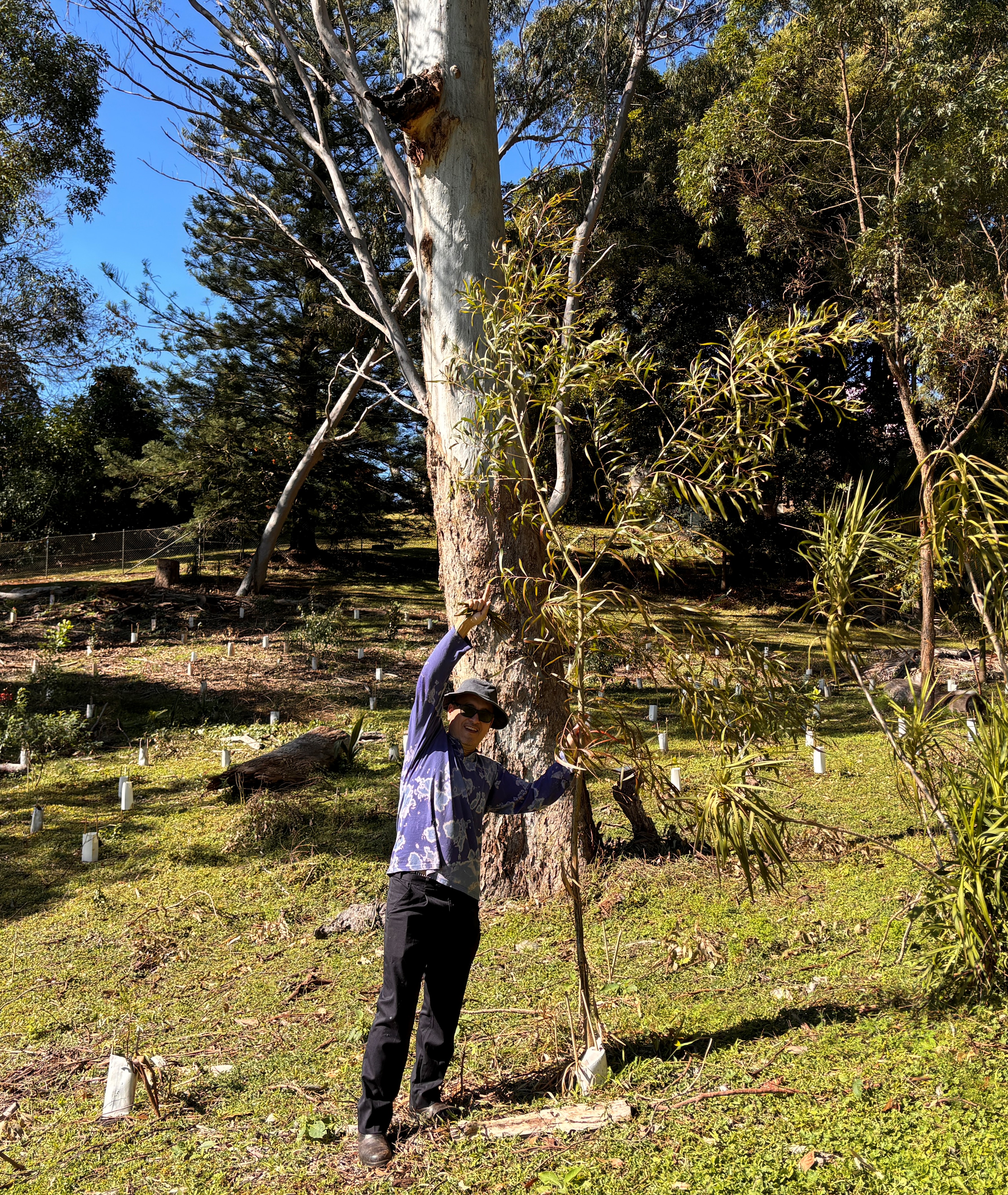 Tree with a man in purple shirt and black pants standing next to it to demonstrate tree height. Tree is double man's height.