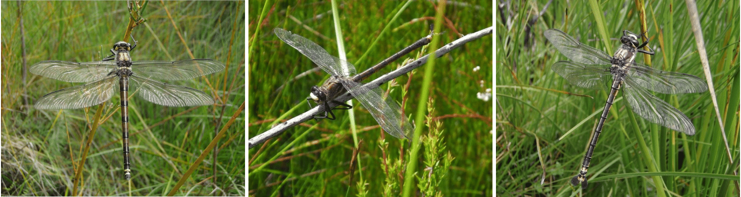 An image of three giant dragonflies