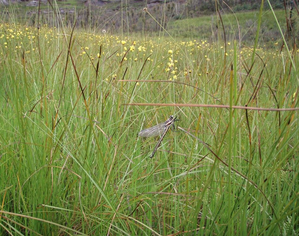 Giant Dragonfly in grassy swamp