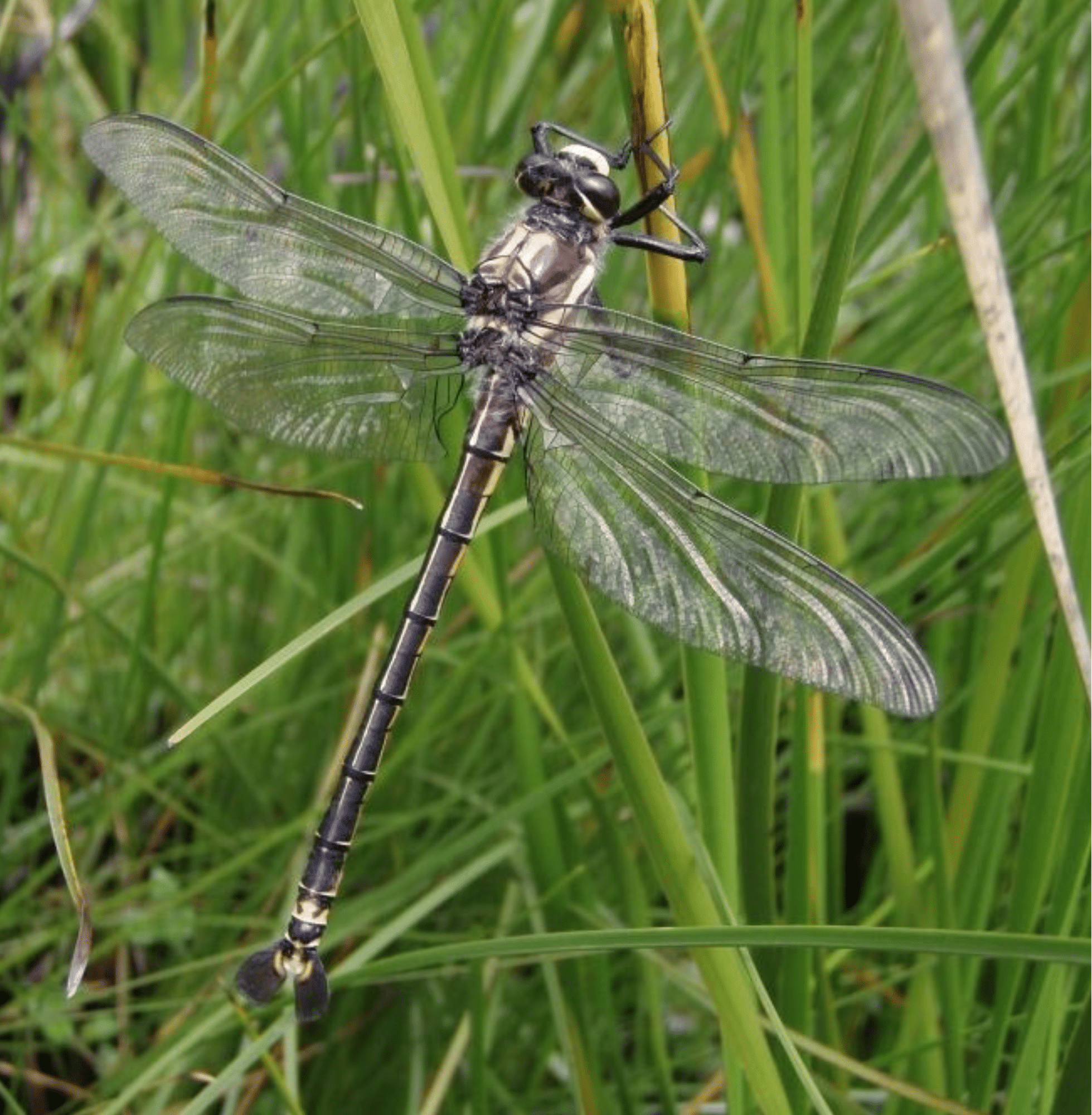 Male giant dragonfly