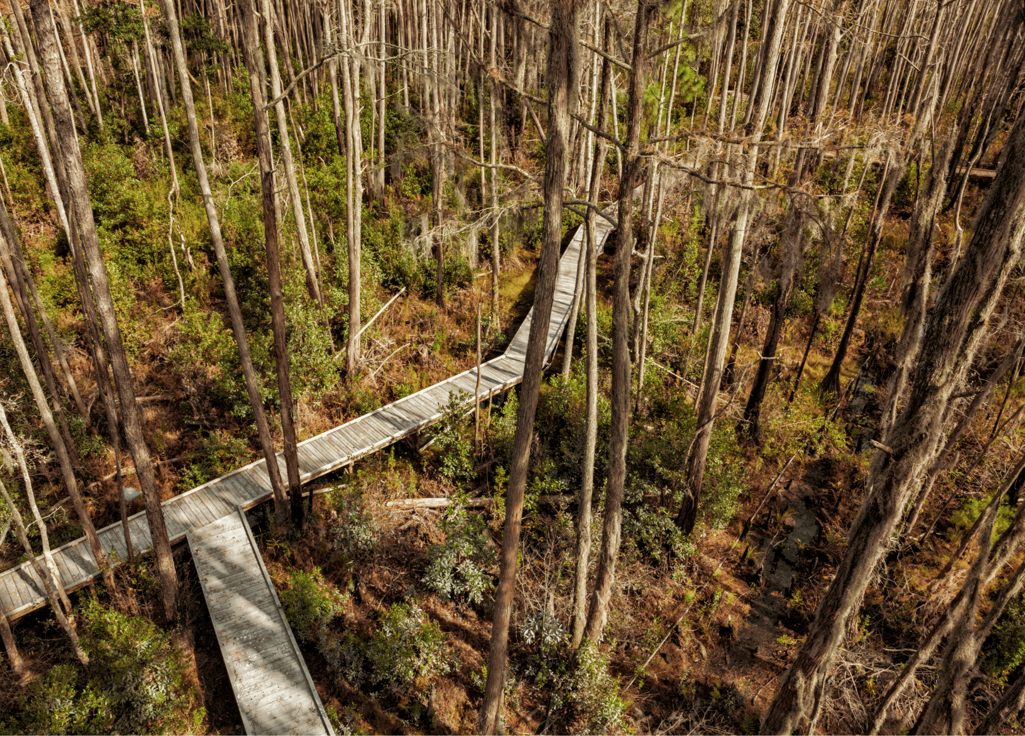 Aerial image of walking track through swamp habitat